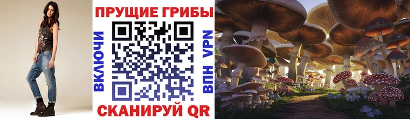 сколько стоит  Богородск  Псилоцибиновые грибы Cubensis 